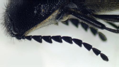 Réf. 282 962 : Ampedus rufipennis